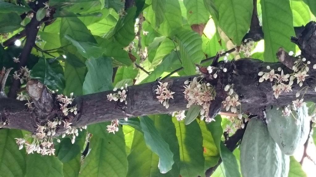 Pousada Cheiro De Cacau Porto Seguro Dış mekan fotoğraf